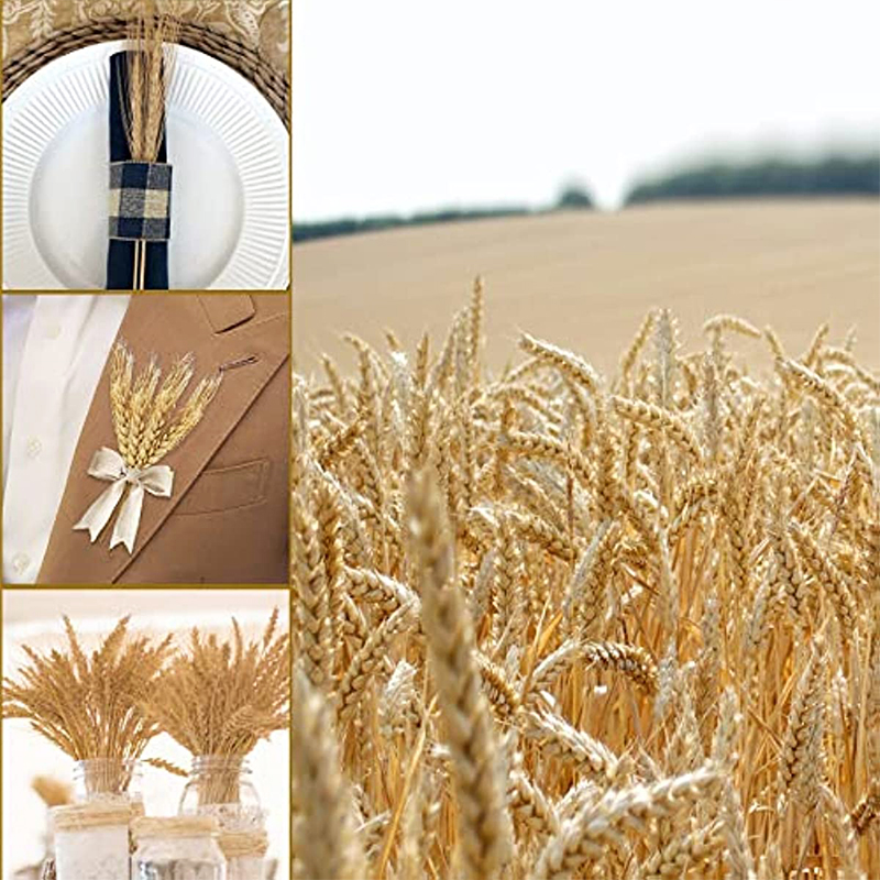 50/100/200 pz gambi di grano e - Wedding Arch Flower recensione e prezzo